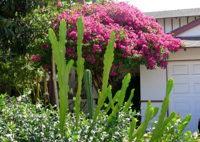 Front corner with jasmine, epiphyllum and bouganvilla