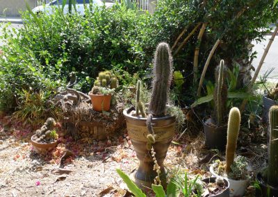 Front yard corner with jasmine, seguro