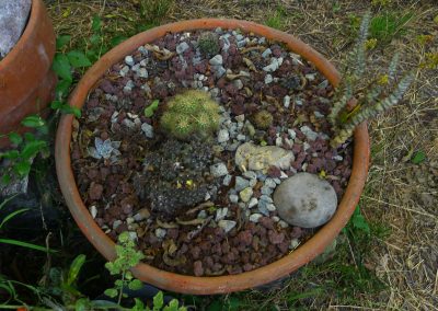 Imature mixed planter with Ortegocactus