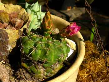 Spider cactus, Dwarf chin cactus