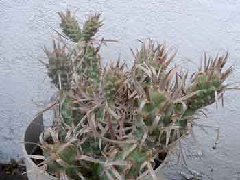 Tephrocactus-articulatus-diadematus