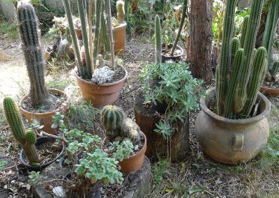 Columnular Cacti and others