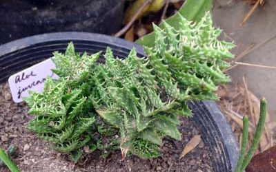Aloe juvenna
