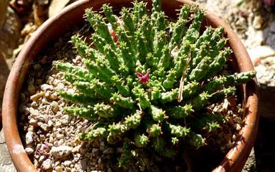 Euphorbia flanaganii