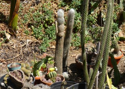 Old Man Cactus corner