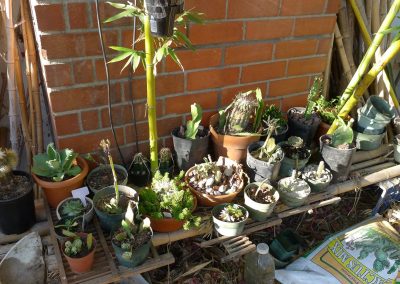 New potted cacti and succulents