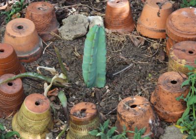 New planting from Cereus (?) cutting
