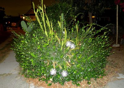 Epiphyllum blooms in Jasmine hege