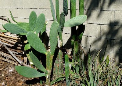 Prickly Pear and Seguro