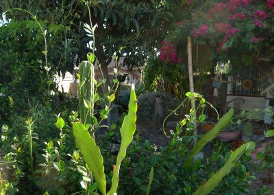 Epiphyllum, San Pedro Cactus and Jasmine