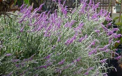 Salvia leucantha