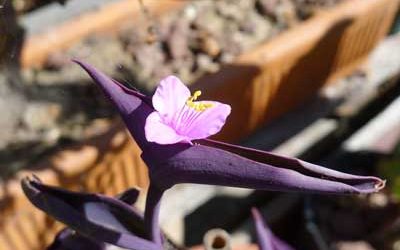 Tradescantia pallida