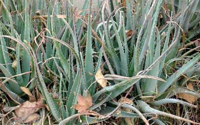 Aloe vera