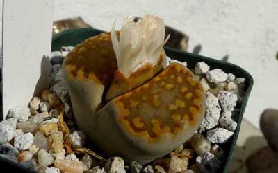 Lithops fulleri