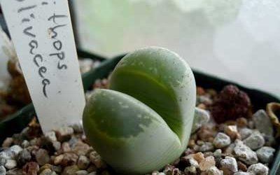 Lithops olivacea