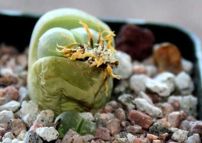 Lithops olivacea with pup, March 2019